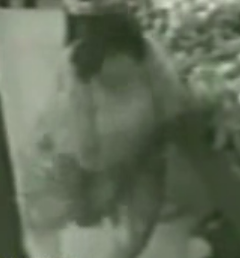 Security Camera Catches Grocery Store Turkey Thief